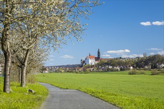 Blossoming cherry trees on the Elbe cycle path with a view of Albrechtsburg Castle