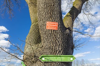 Warning sign Achtung! Wolf-Streifgebiet at the big oak tree