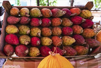 Cactus fruits and melons