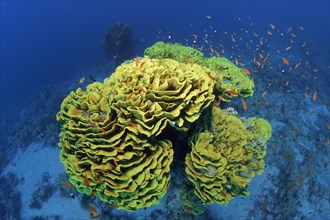 Cup Coral or Twisted Lettuce Coral