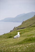 Seagull with the famous Great Blasket Island in the background. Dunquin