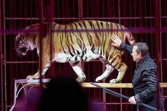 Moscow Circus. Siberian Tigers