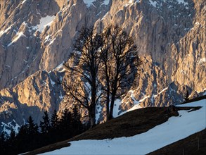 Barren tree in the evening light in front of the Dachstein south face