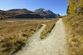 Forked hiking trail on Lake Silsersee in autumn