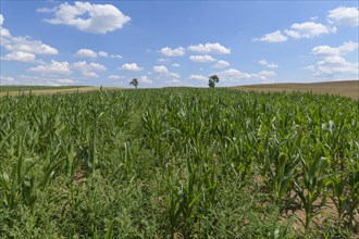Corn field in the summer