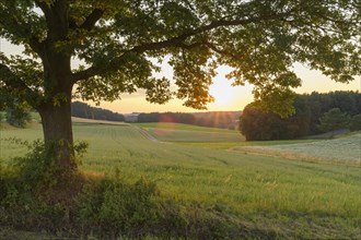 Old oak tree at sunset