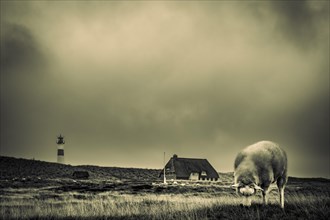 Domestic sheep