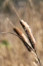 Common Cattail or Broadleaf Cattail