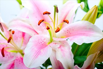 Pink lily flower bunch bouquet over white copyspace