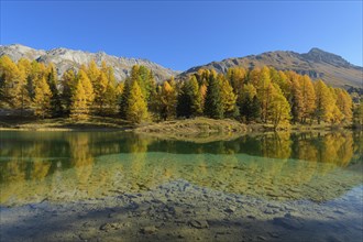 Mountain lake with larch trees in autumn