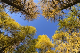 View in the tree tops of a larch tree forest in autumn