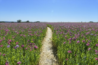 Opium poppy field with path