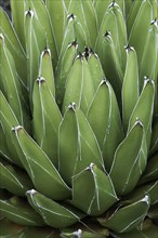 Queen Victoria agave