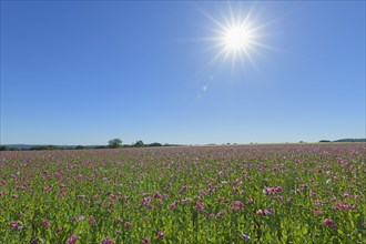 Opium poppy field with sun