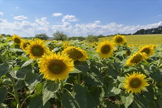 Blooming sunflower field in summer