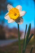 A white daffodil