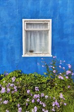 White window with curtain in a blue wall