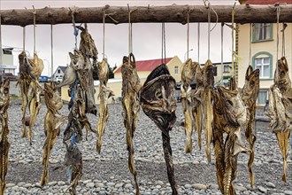 Different kinds of dried fish in a row