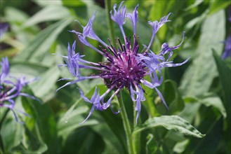 Perennial cornflower