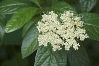 Smooth viburnum
