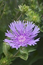 Stockesia