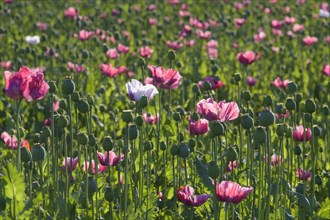 Opium poppy field in the morning
