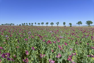 Opium poppy field row of trees