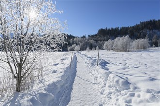 Path in winter landscape near lake Barmsee with sun