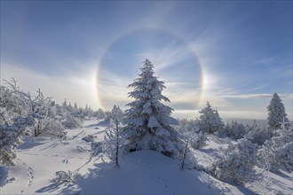 Snow covered coniferous trees with halo and sun in winter