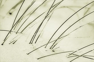 Marram Grass on sand