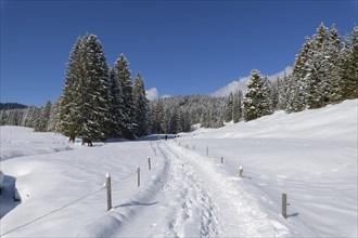 Path in winter