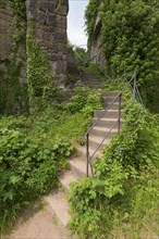 Ivy overgrown stairs in castle ruin