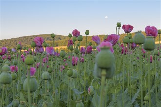 Opium poppy field with moon at dawn