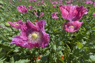 Opium poppy field