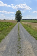 Gravel road with grain fields and tree in summer