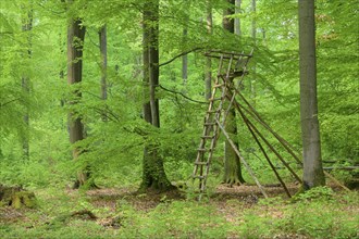 Beech tree forest with hunting blind in spring