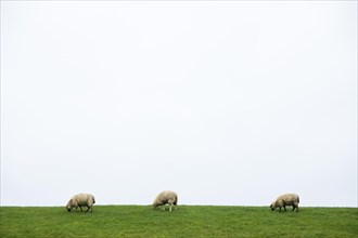 Three domestic sheep