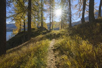 Path with colorful larch trees and sun in autumn