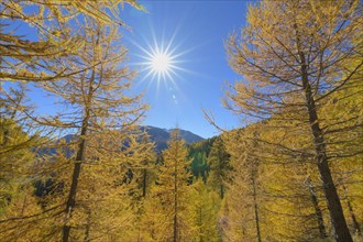 Larch trees with sun in autumn
