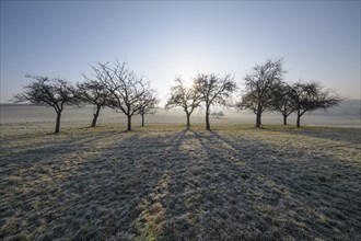 Meadow with strewing fruit trees at sunrise in winter
