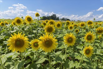 Blooming sunflower field in summer