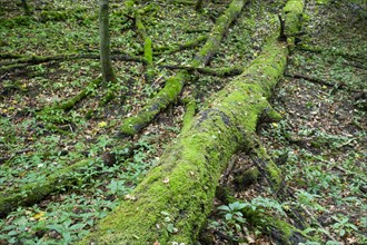 Dead moss-covered Common beech