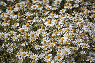 Camomile from above