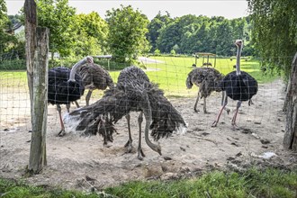 Ostrich farm