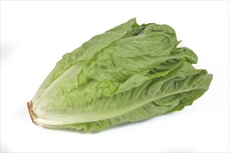 Romaine lettuce