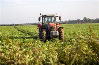 Red Massey Ferguson tractor in field of sugar beet