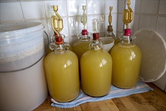 Fermenting bin and demijohns making homemade elderflower wine in kitchen of home