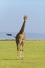 Masai Giraffe