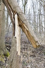 Broken tree trunk due to storm