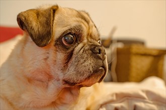 Portrait of a blind pug domestic dog